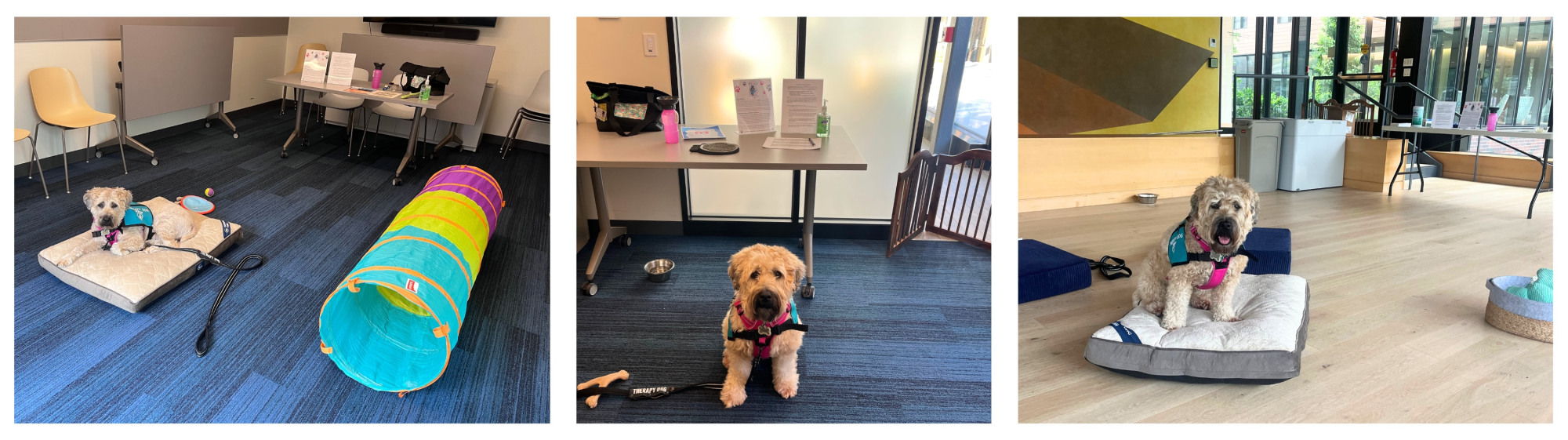 Willow, a golden wheaton terrier at CAPS